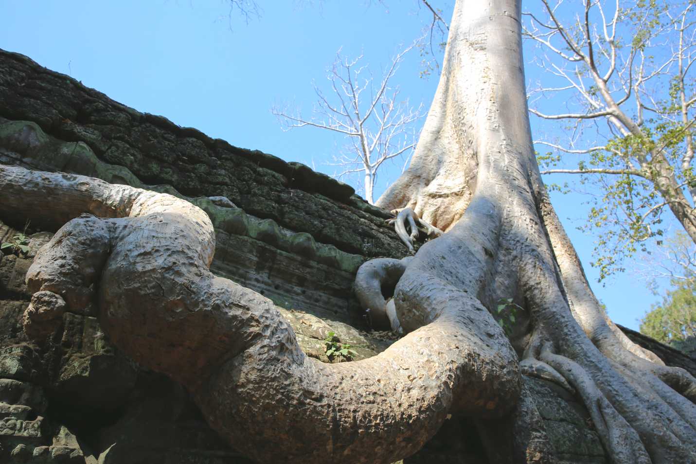 Close up of cotton silk tree roots