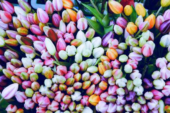 Amsterdam Tulips