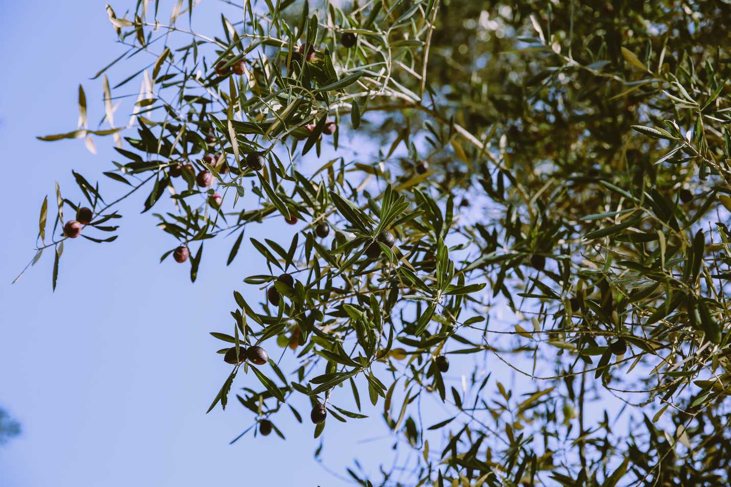 Olives in Volubilis