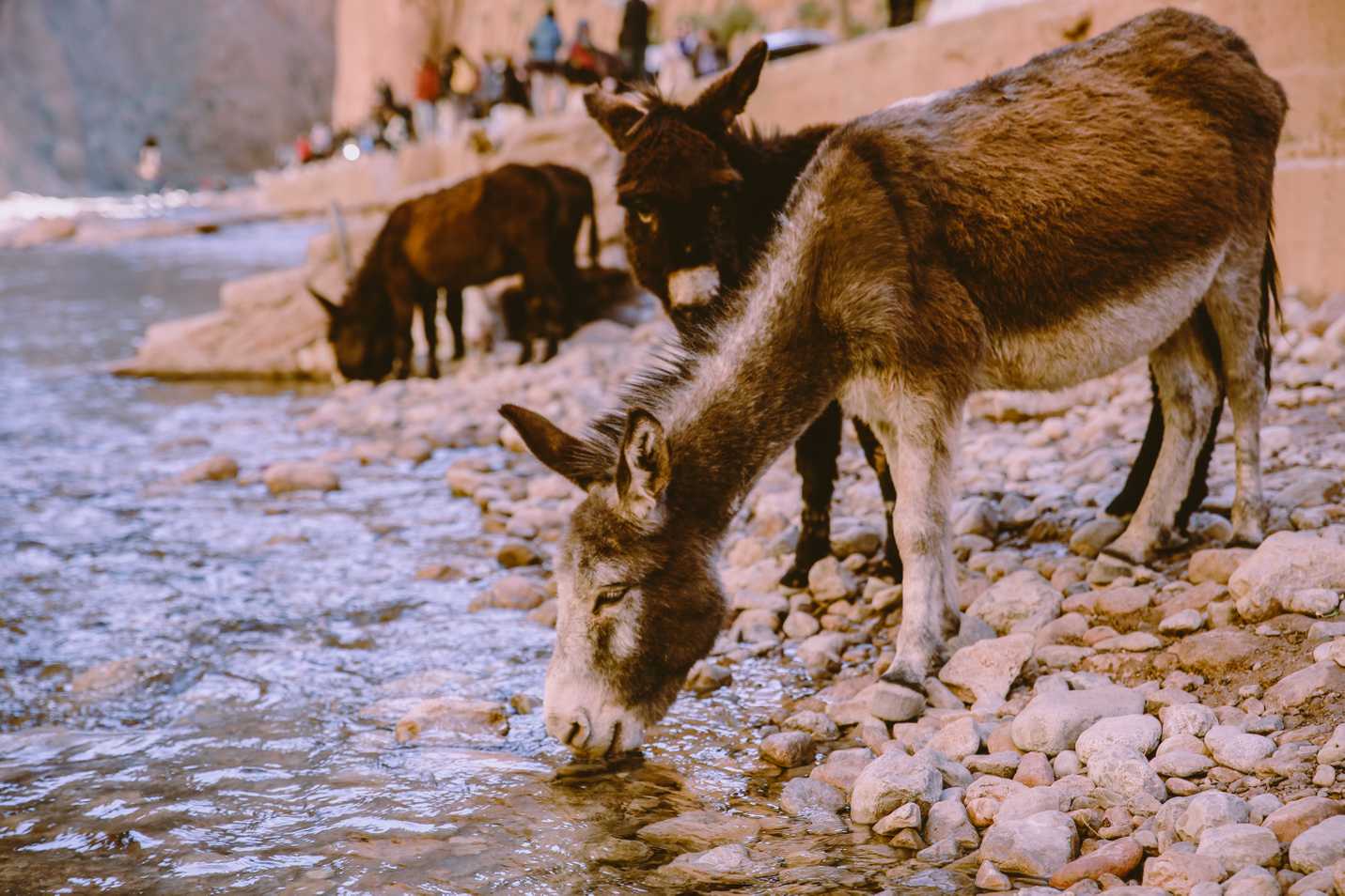Donkeys drinking water at Todra Gorge
