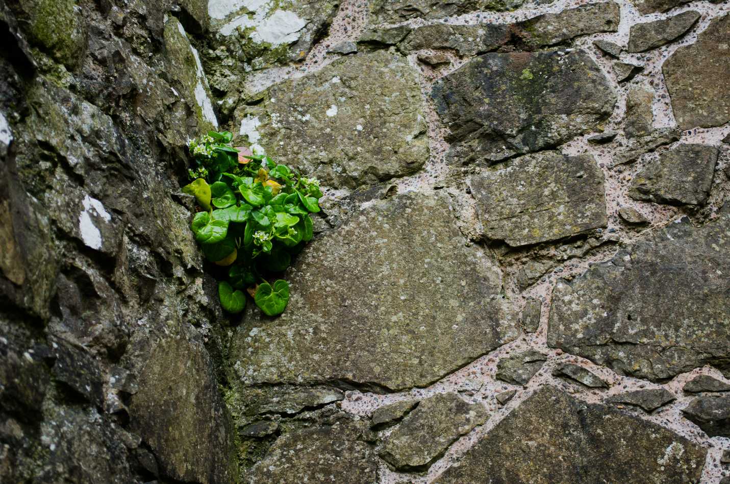 Castle wall with the Irish green plants