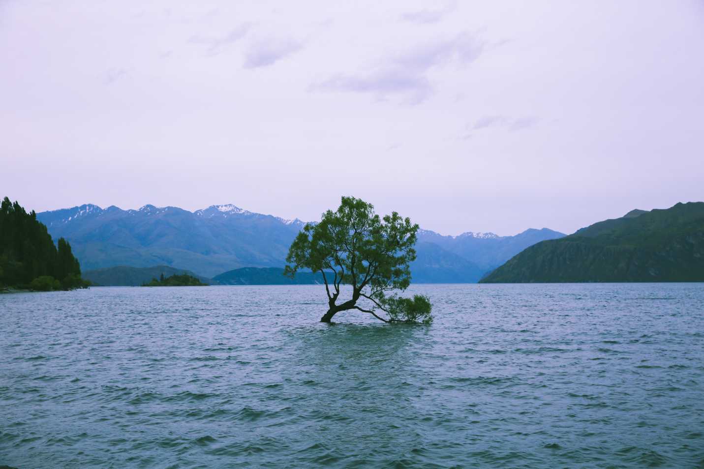 The famous tree in Wanaka