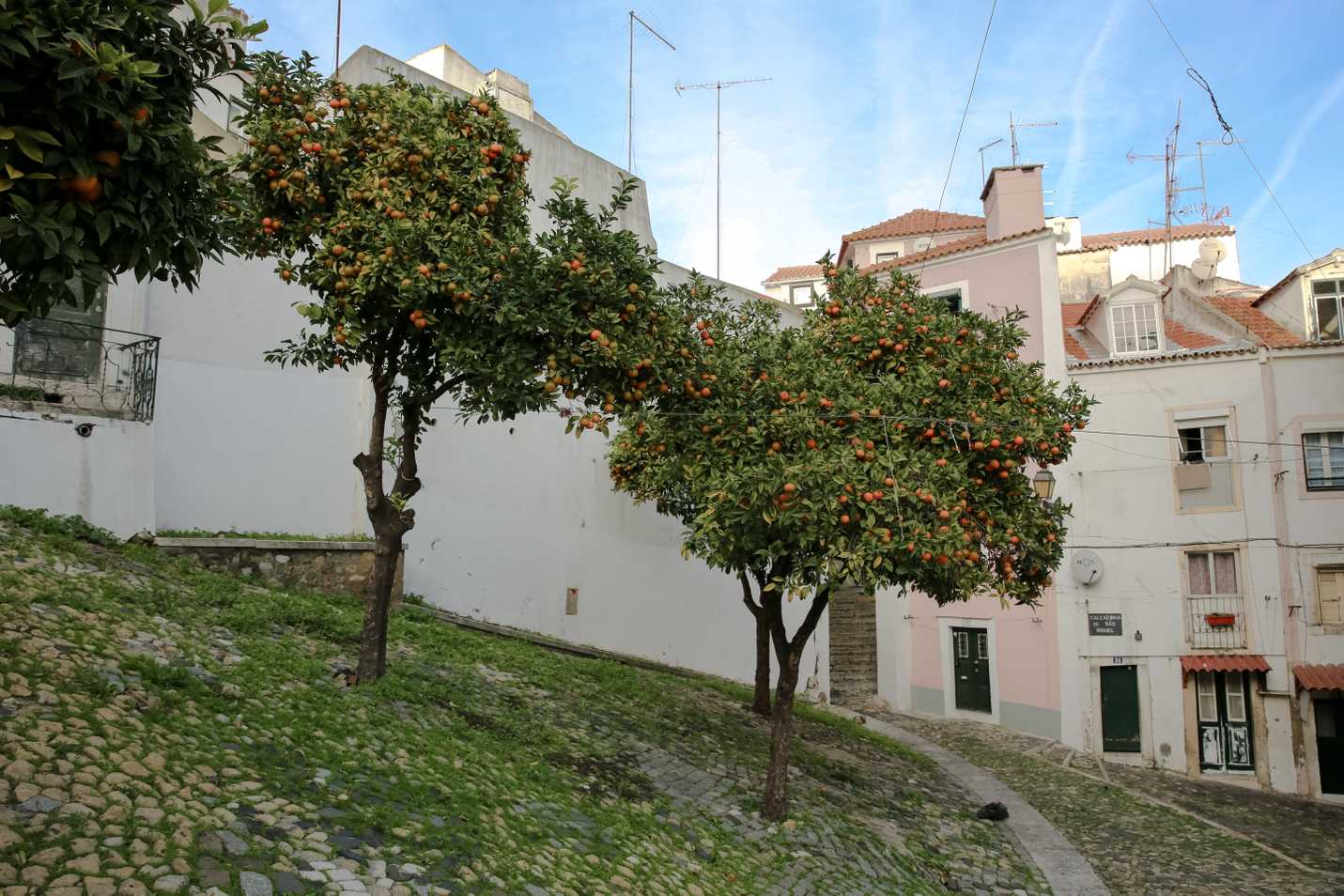 Orange trees in the Alfama district of Portugal