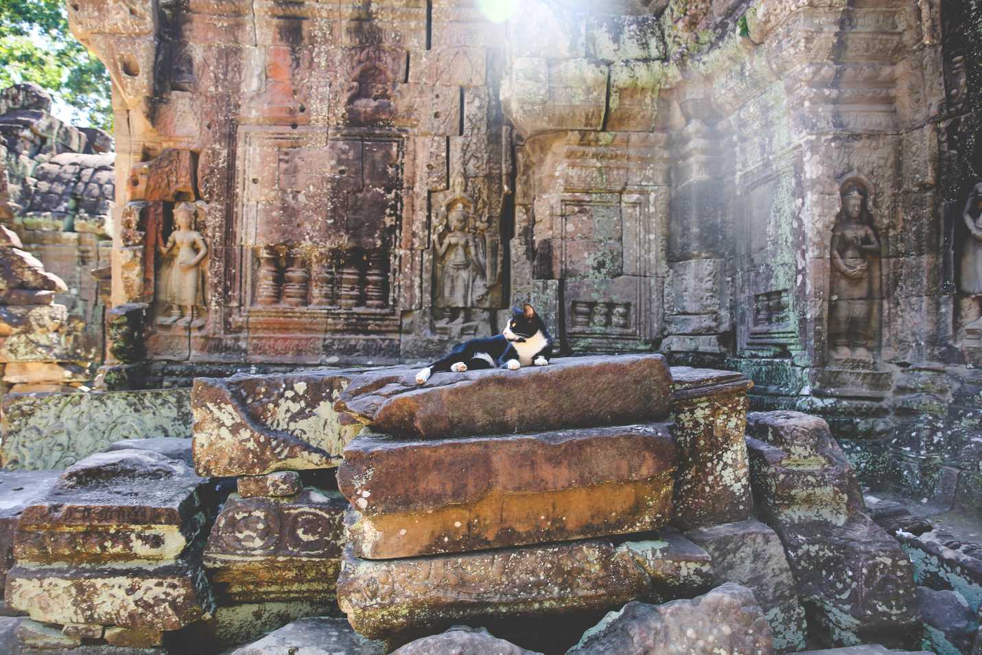 Lounging cat at Ta Som