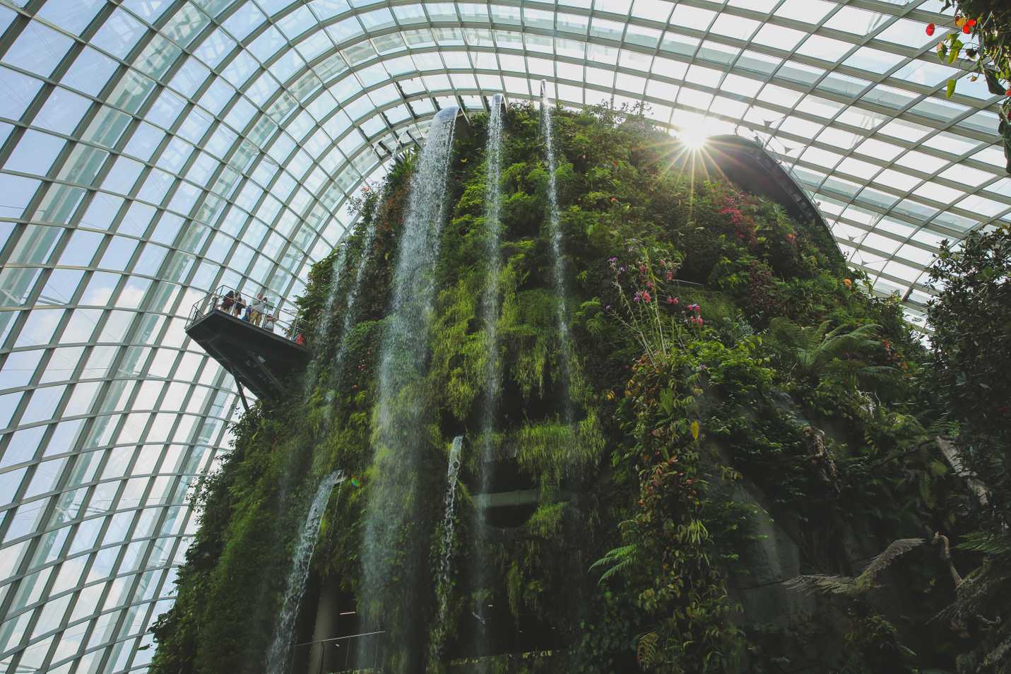 Cloud Forest