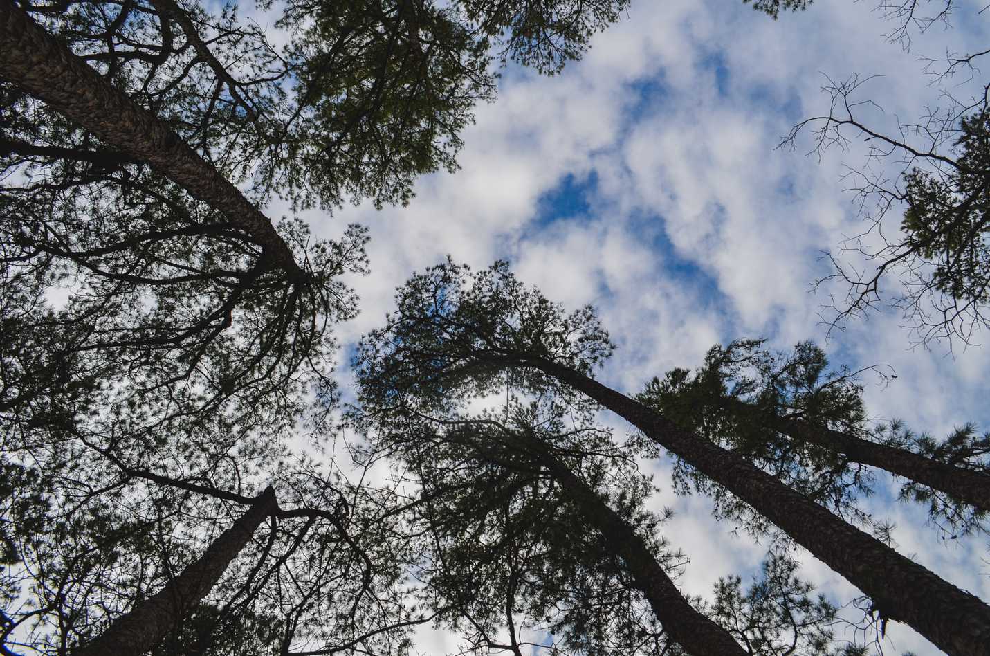 Looking up at some trees in Hot Springs National Park