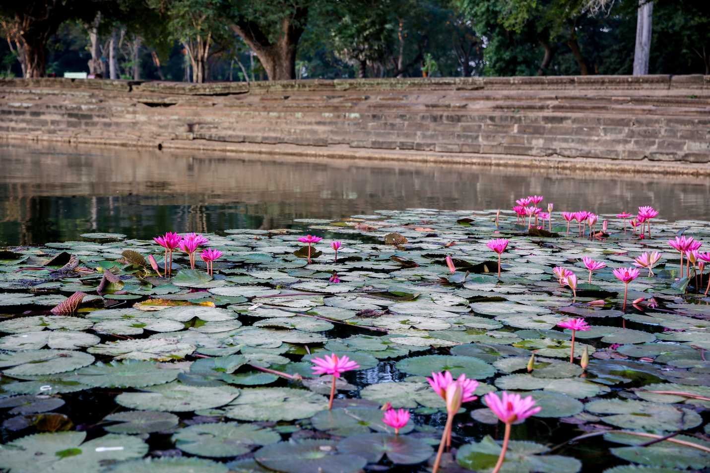 Beautiful lotuses in the surrounding moat