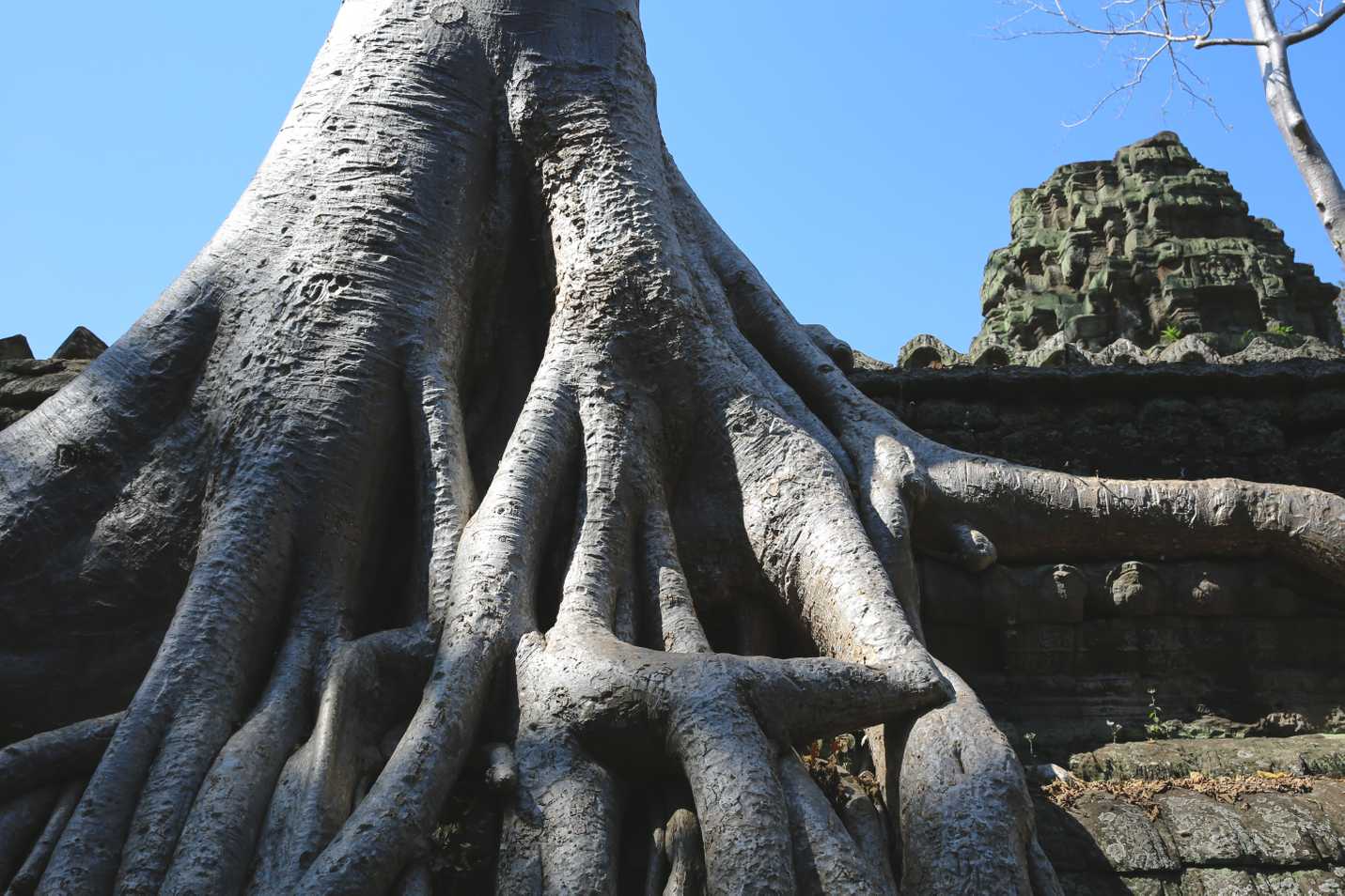 Close up of cotton silk tree roots