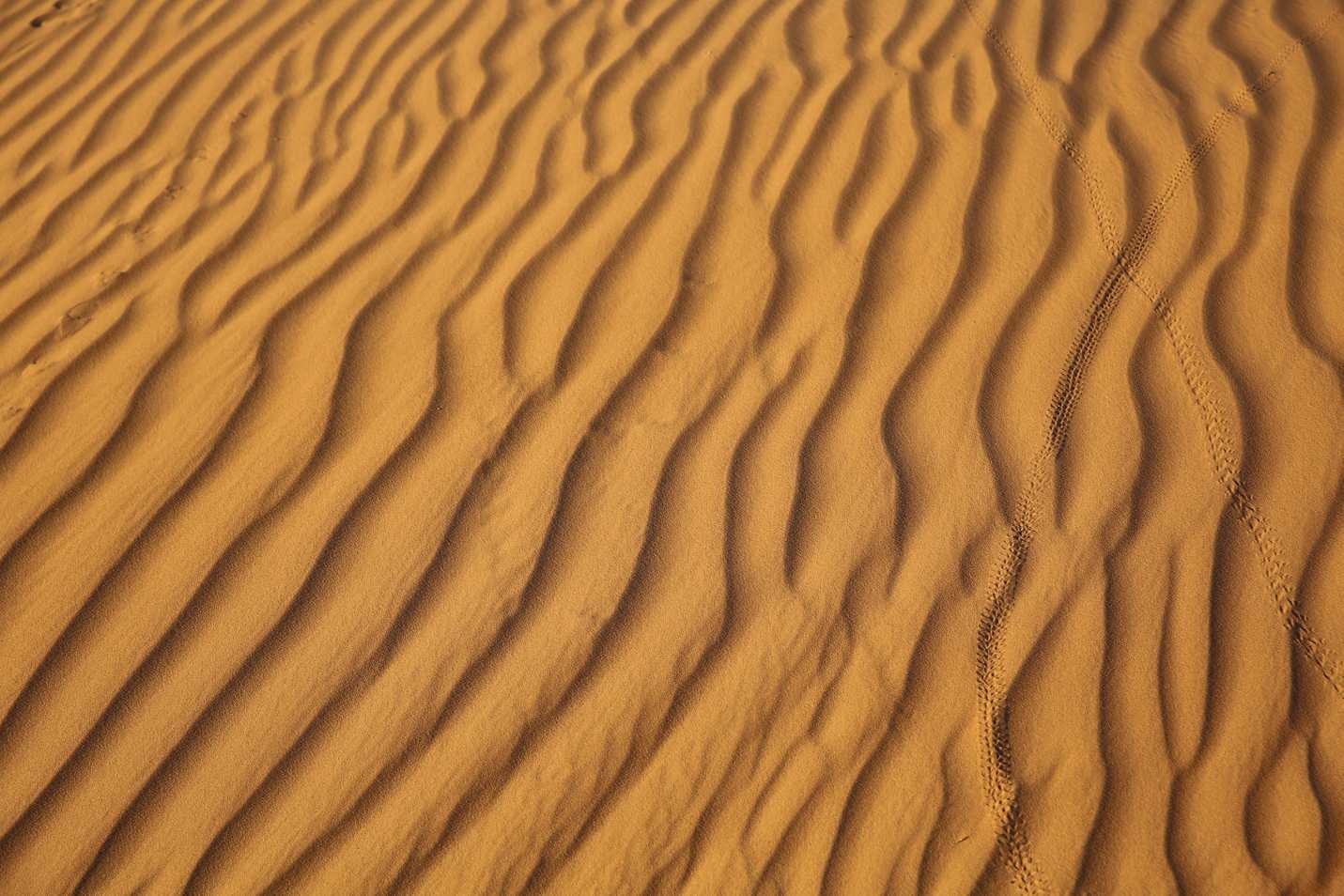 Animal tracks in the sand dunes