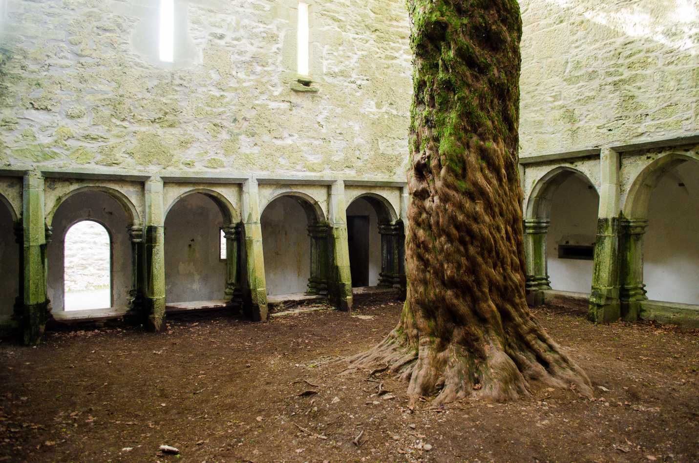 500 year old yew tree at Muckross Abbey