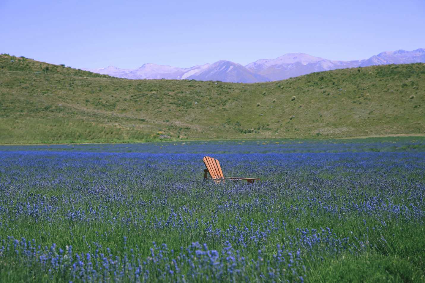 Lavender farm just in season