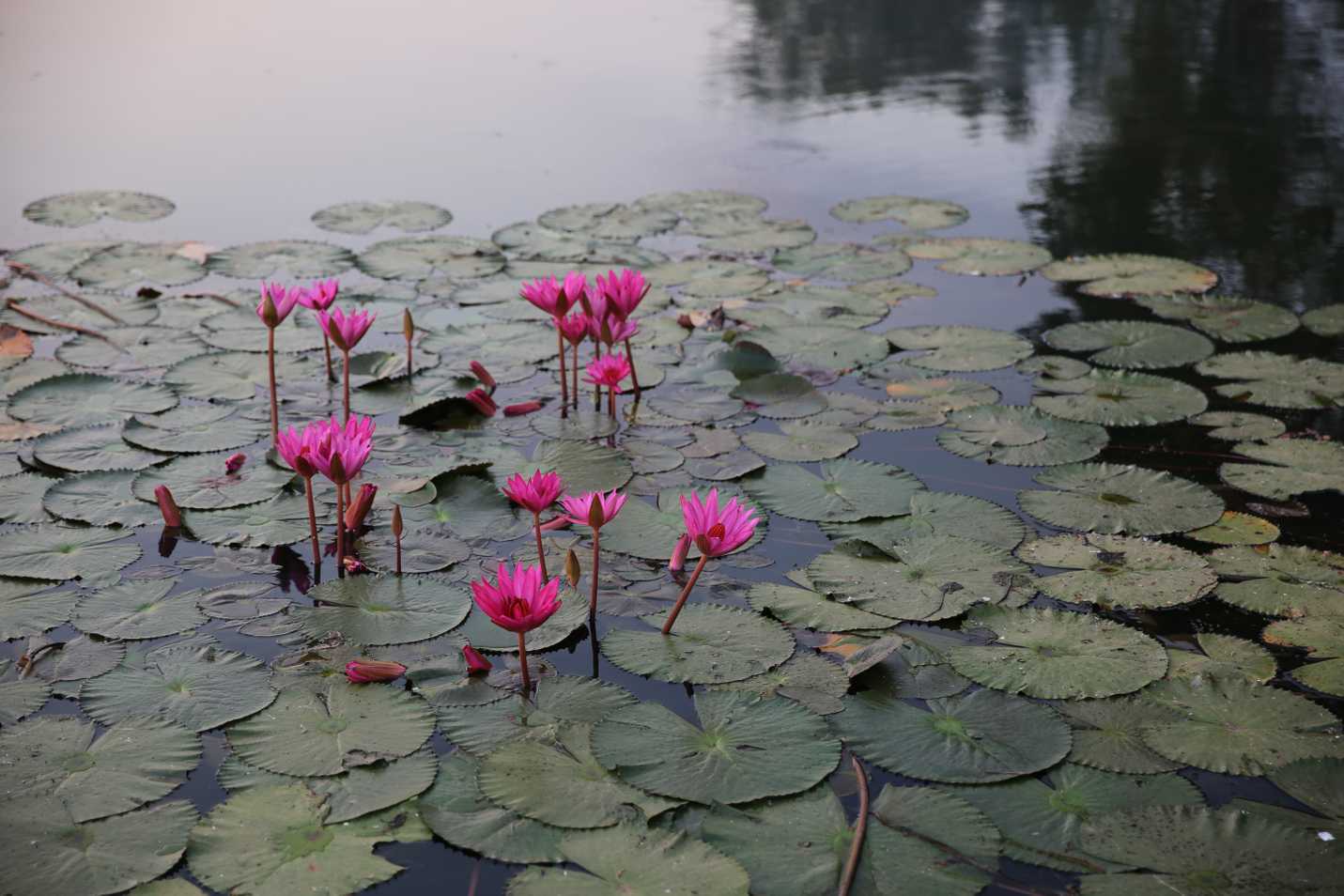 More lotuses