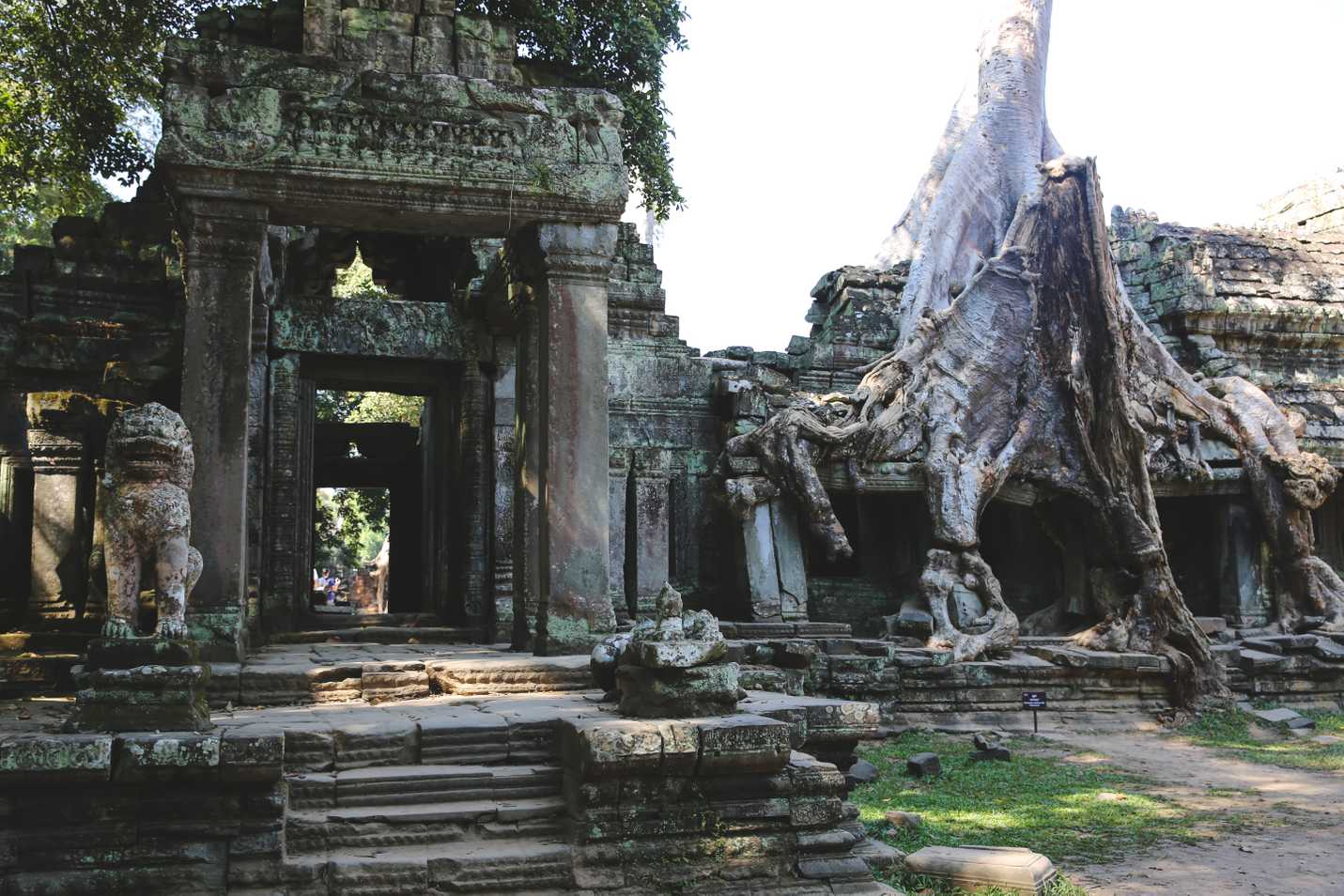 The best tree in all of Angkor Wat