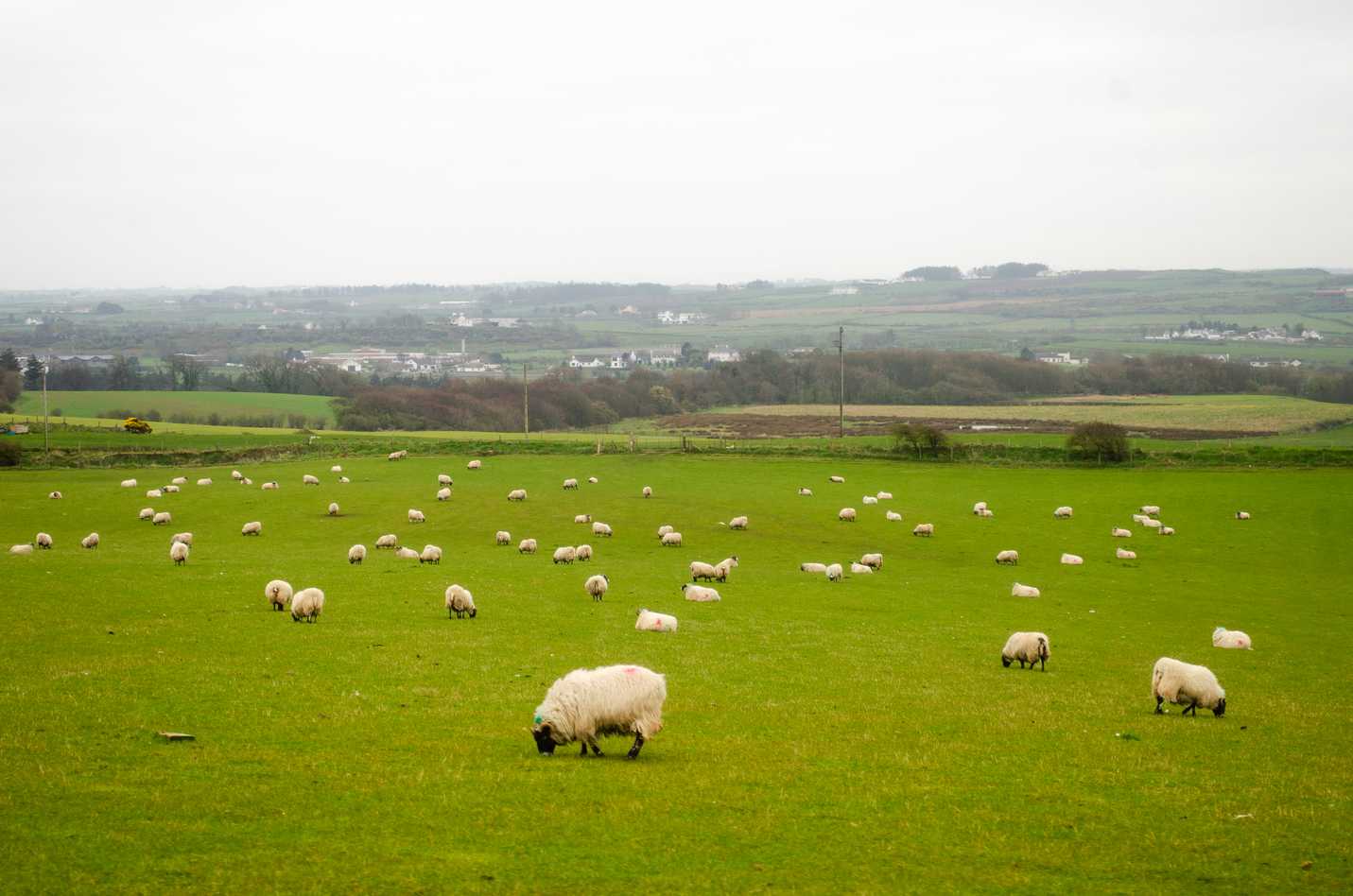 Sheeps in Nothern Ireland