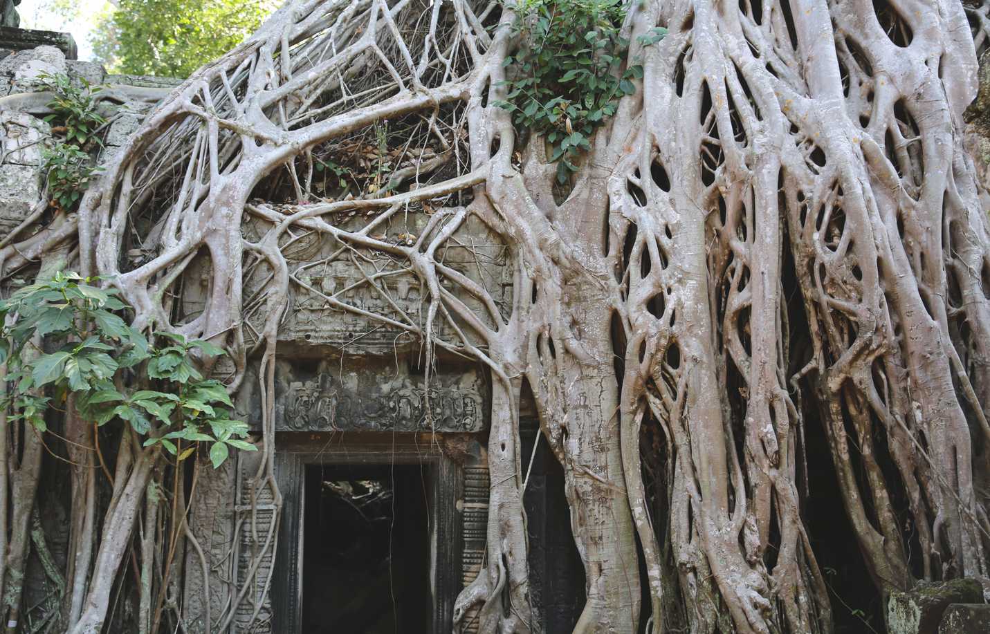 Famous tree of Ta Prohm