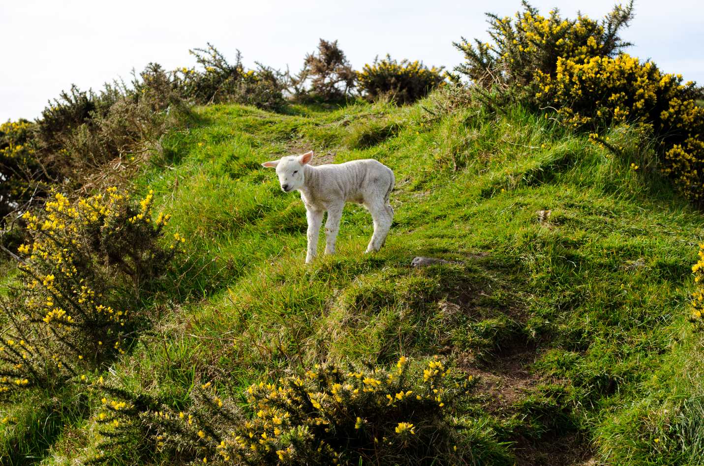 Baby lamb