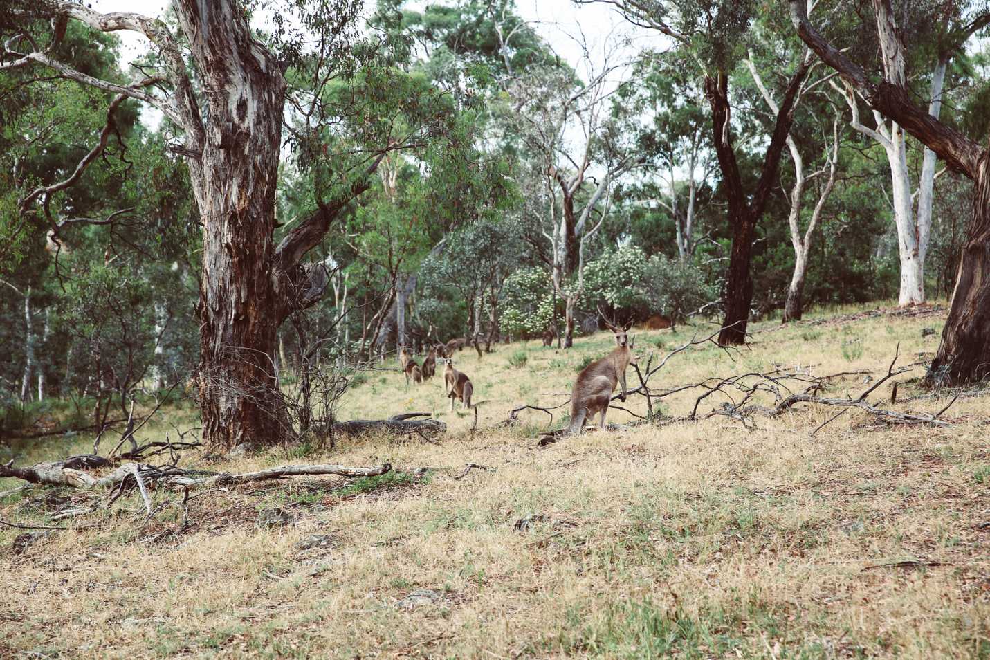 Kangaroos on Mount Ainslie in Canberra, Australia