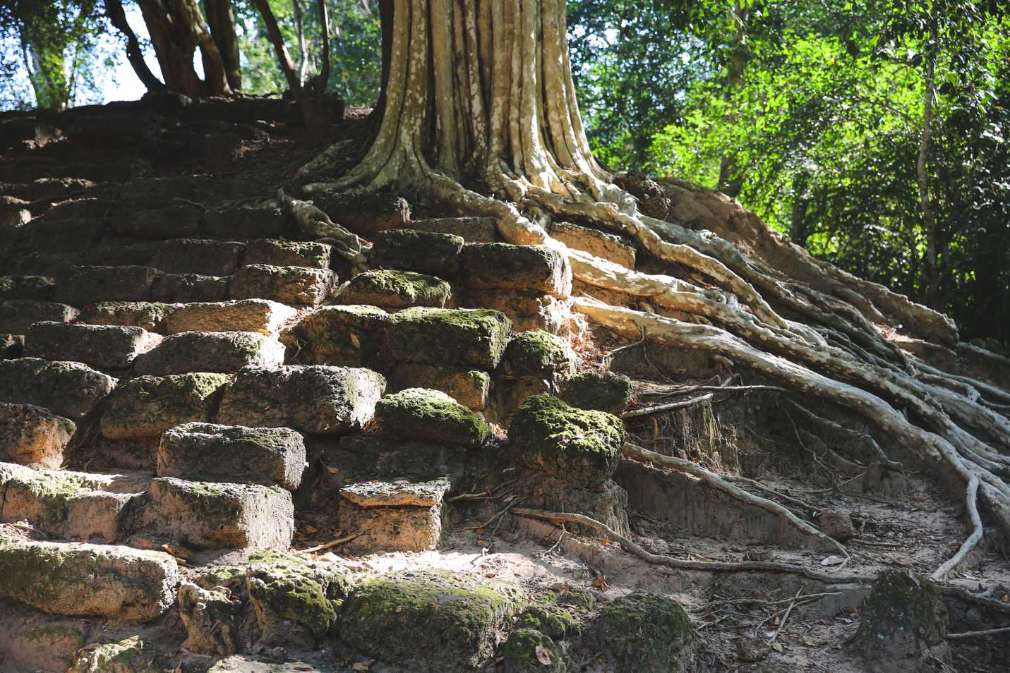 Tree roots near North Victory Gate
