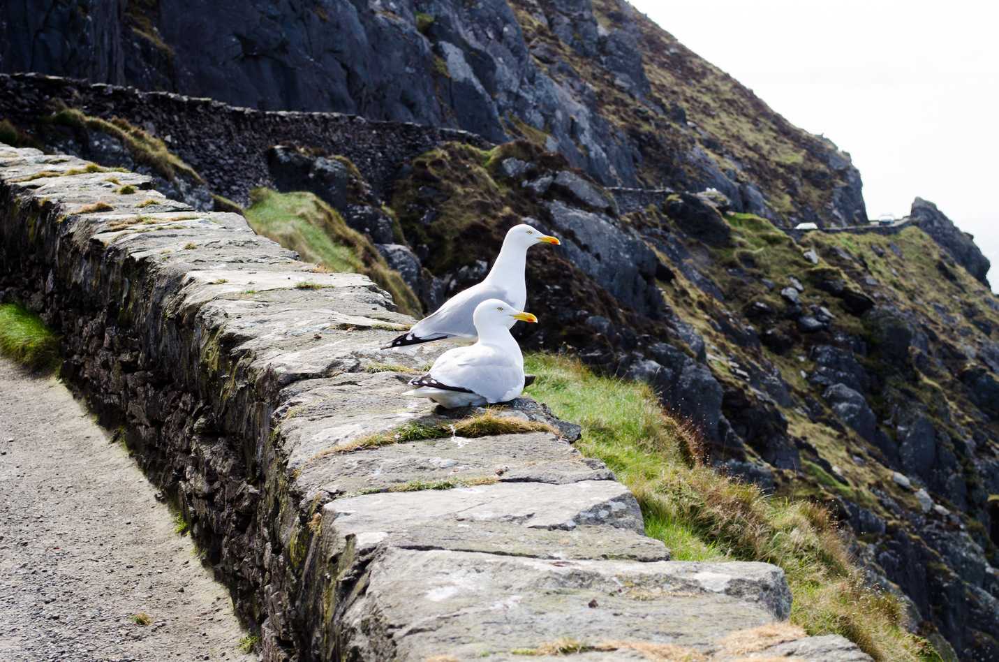 Bird watching