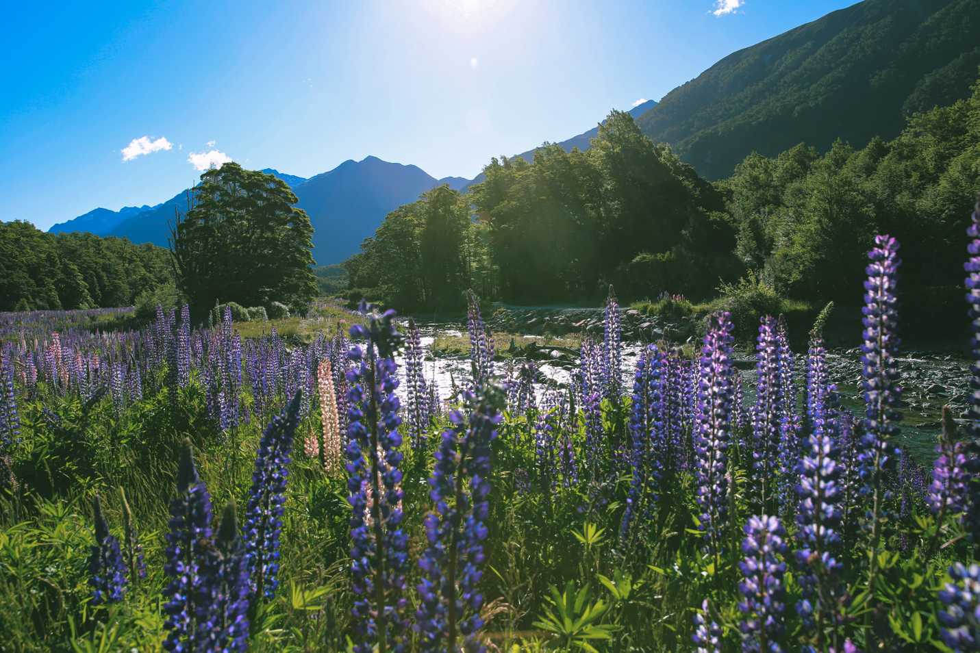 Field of Lupins in full bloom