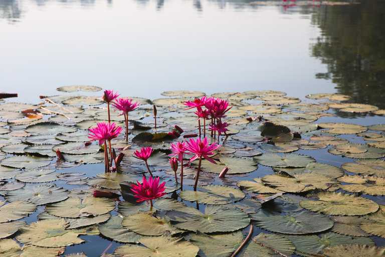 Siem Reap