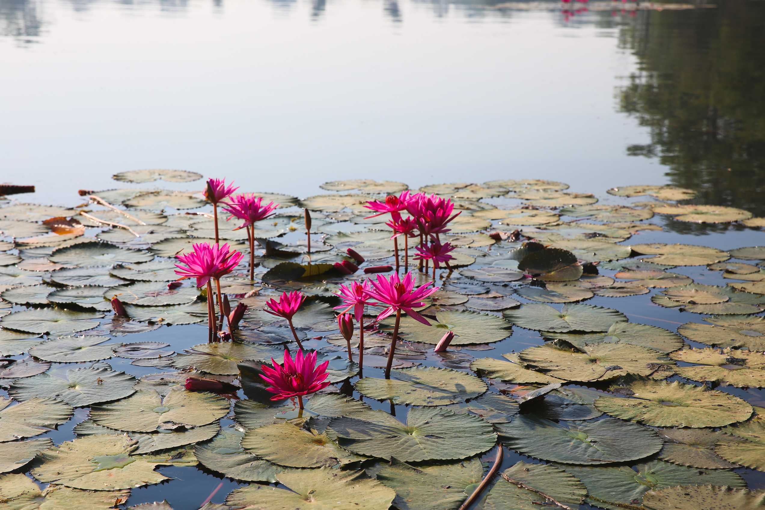 Photo Tour of Angkor Wat and More
