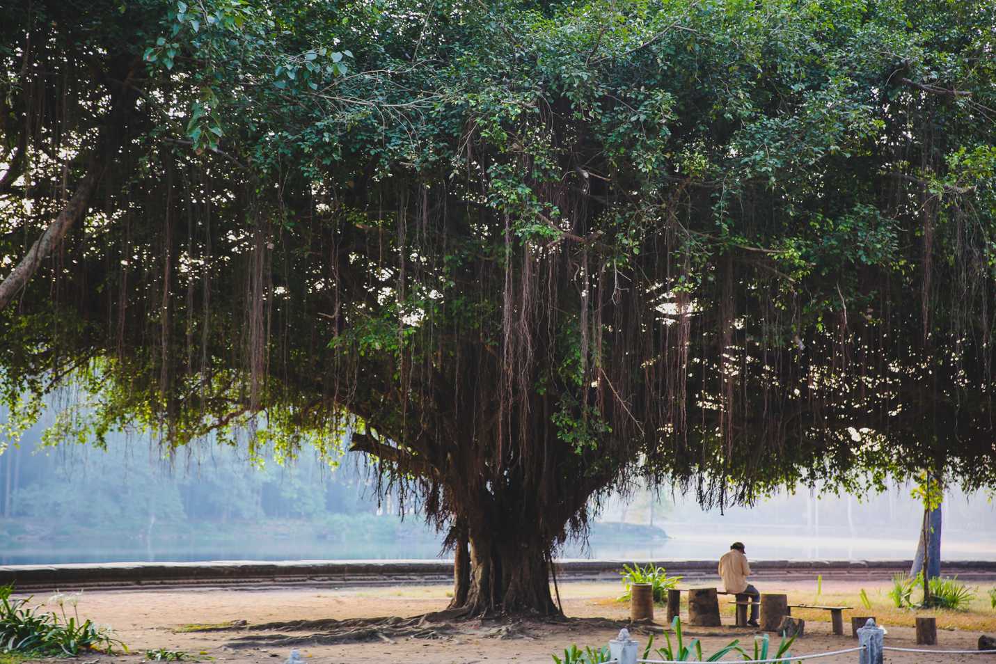 Man sitting under a tree