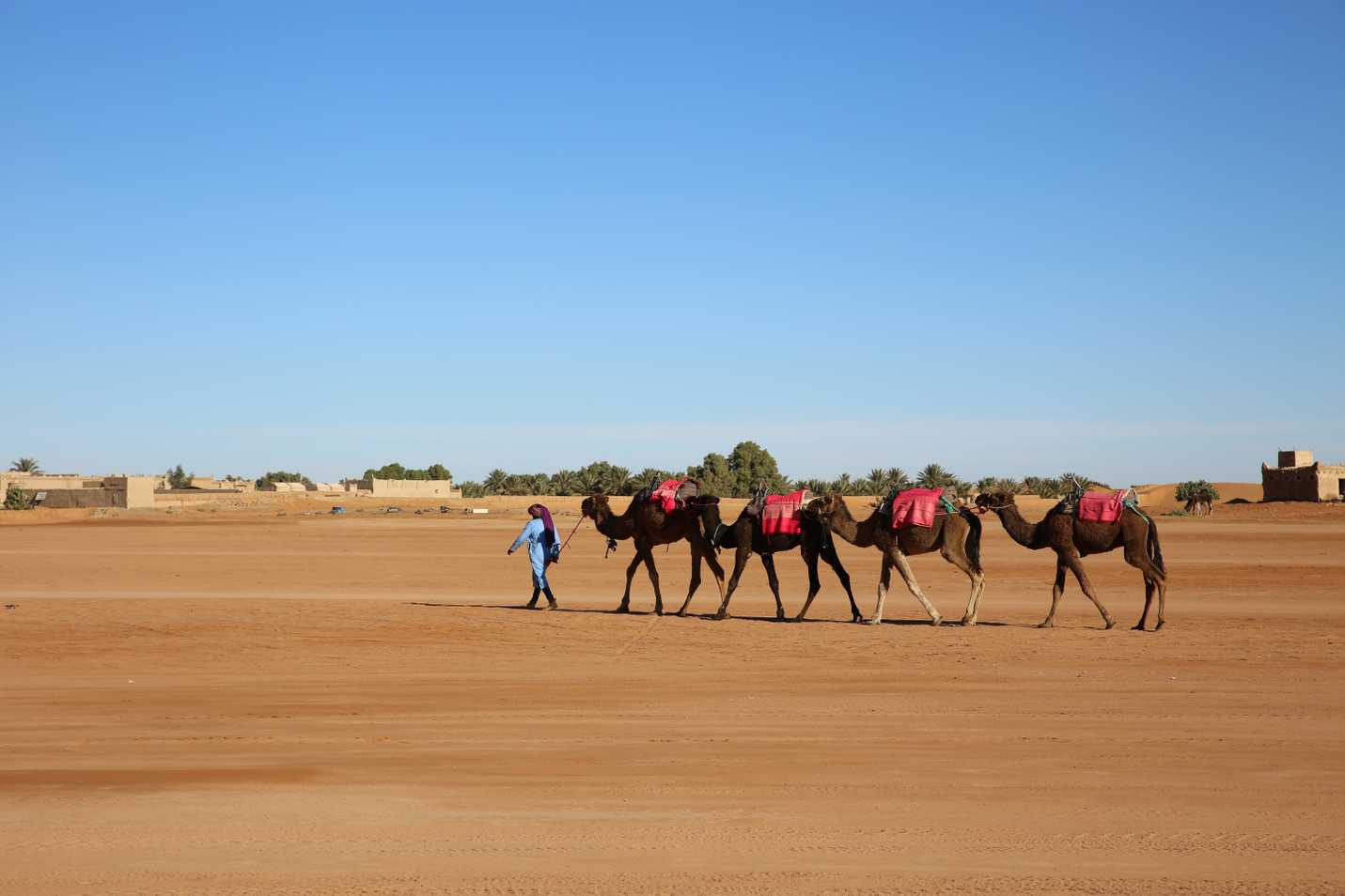 Camels