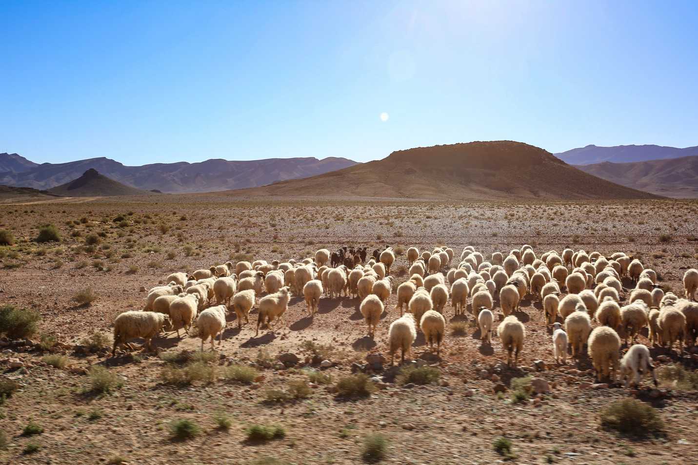 Sheep and goats being herded