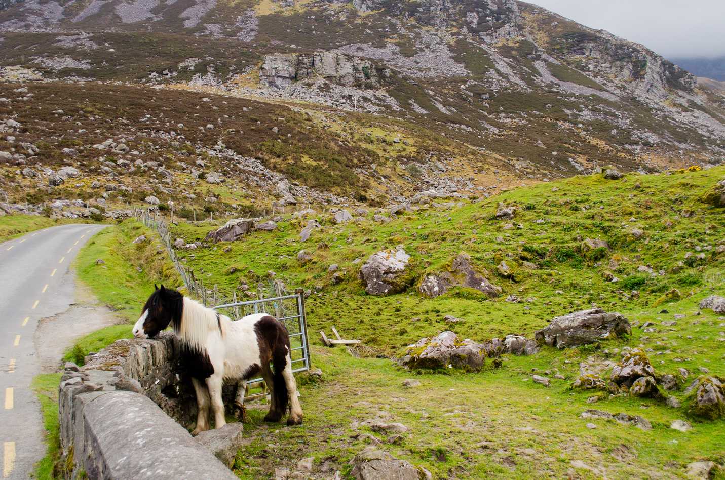 Horses we met walking in the Gap of Dunloe