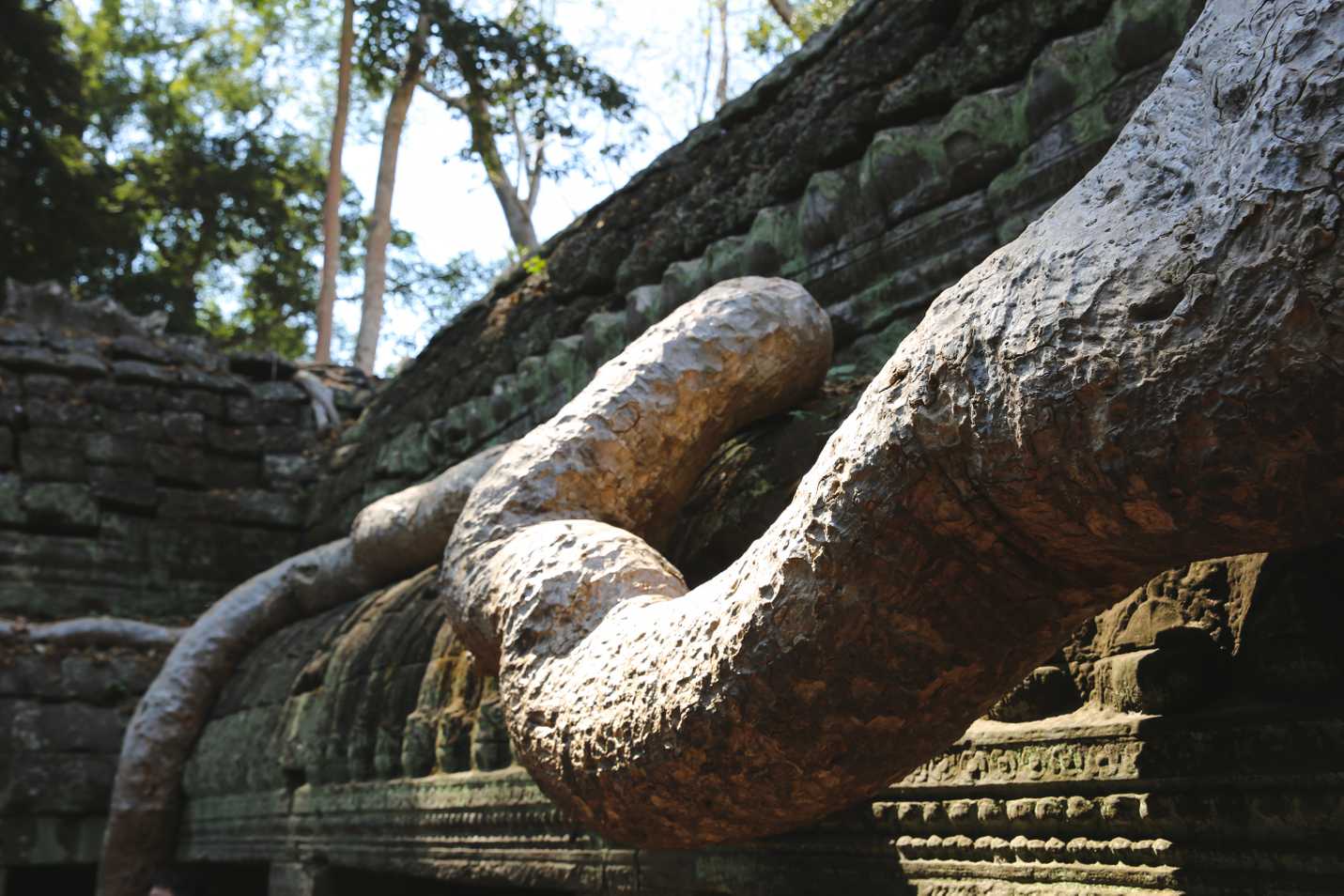 Cotton Silk tree root in Ta Prohm