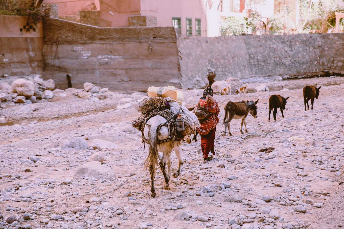 Berber woman with her donkeys