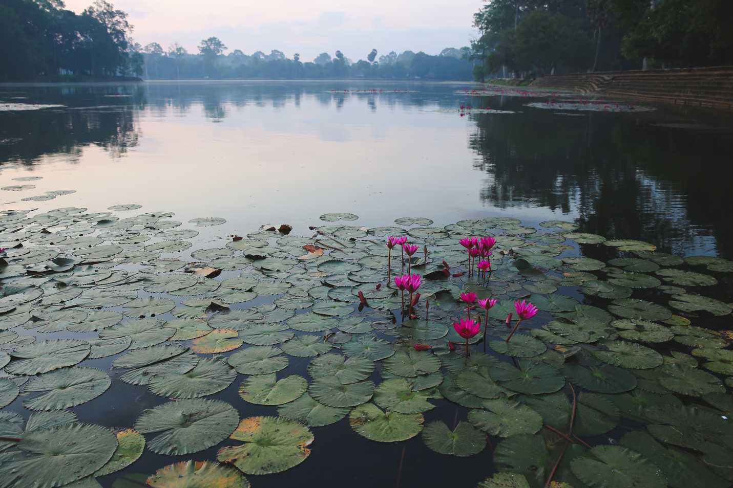 More lotuses